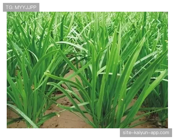 角球规则全解析：判罚标准与常见误区一次看懂